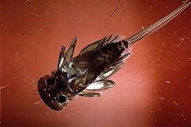 Attēlu rezultāti vaicājumam “Ephemeroptera larvae”