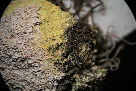 Attēlu rezultāti vaicājumam “Fuligo luteonitens spores”