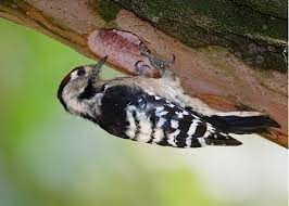 Attēlu rezultāti vaicājumam “Dendrocopos minor female”