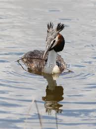 Attēlu rezultāti vaicājumam “Podiceps cristatus juvenile”