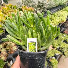 Image result for Crassula hobbit