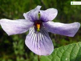 Attēlu rezultāti vaicājumam “Viola epipsila flower”