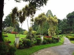 Image result for шри ланка королевский ботанический сад