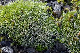 Attēlu rezultāti vaicājumam “Grimmia pulvinata sporophyte”