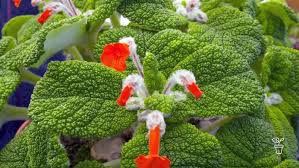 Image result for Sinningia