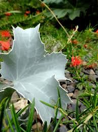 Attēlu rezultāti vaicājumam “Eryngium maritimum bud”