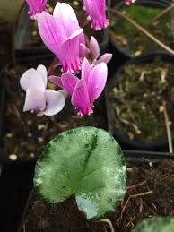 Image result for Veilchen