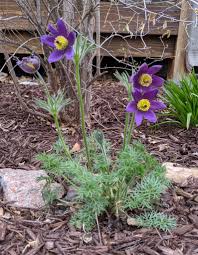 Attēlu rezultāti vaicājumam “Pulsatilla vulgaris flower”