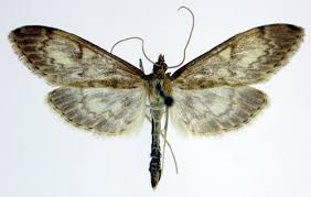 Attēlu rezultāti vaicājumam “Anania lancealis”