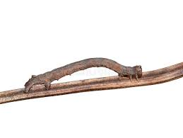 Attēlu rezultāti vaicājumam “Crocallis elinguaria imago”