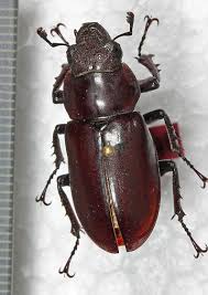 Attēlu rezultāti vaicājumam “Lucanidae”