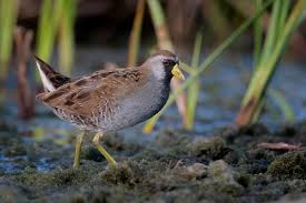 Image result for Porzana carolina