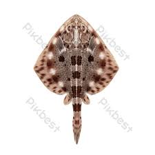 Image result for Raja clavata