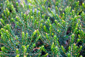 Attēlu rezultāti vaicājumam “Erica x darleyensis”