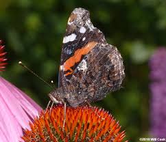 Attēlu rezultāti vaicājumam “Vanessa atalanta”