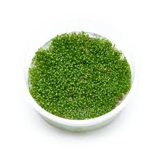 Attēlu rezultāti vaicājumam “Elatine hydropiper”