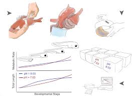 Image result for Chrysoblephus laticeps