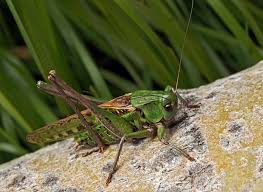 Attēlu rezultāti vaicājumam “Decticus verrucivorus nymph”