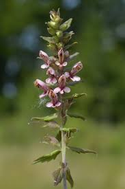Attēlu rezultāti vaicājumam “Odontites vulgaris flower”