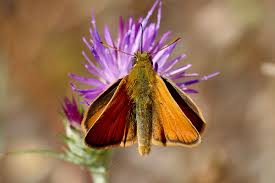 Attēlu rezultāti vaicājumam “Thymelicus sylvestris underside”