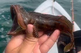 Image result for Leiostomus xanthurus