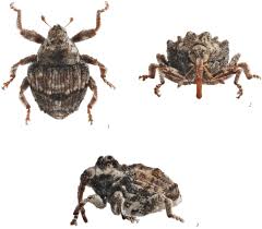 Attēlu rezultāti vaicājumam “Enteridium variabile macro”