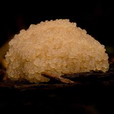 Attēlu rezultāti vaicājumam “Didymium spongiosum macro”