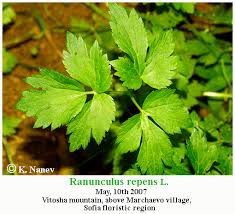Attēlu rezultāti vaicājumam “Ranunculus repens leaf”