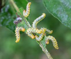 Attēlu rezultāti vaicājumam “Pristiphora maesta”