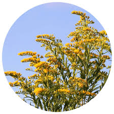 Attēlu rezultāti vaicājumam “Solidago canadensis”