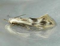 Attēlu rezultāti vaicājumam “Elachista maculicerusella”