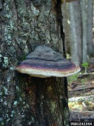 Attēlu rezultāti vaicājumam “Fomitopsis pinicola”