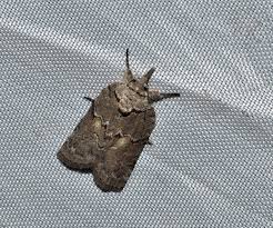 Attēlu rezultāti vaicājumam “Nycteola sp.”