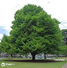 Attēlu rezultāti vaicājumam “Fagus sylvatica fo. laciniata”