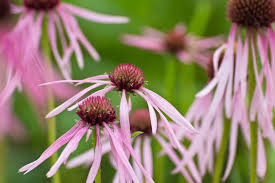 Image result for Echinacea pallida