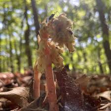 Attēlu rezultāti vaicājumam “Monotropa hypopitys fruit”