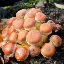 Attēlu rezultāti vaicājumam “Hypholoma lateritium”