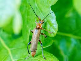 Attēlu rezultāti vaicājumam “Cantharis livida”