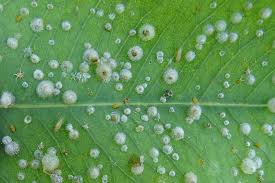 Attēlu rezultāti vaicājumam “Lycogala asperum sessile”