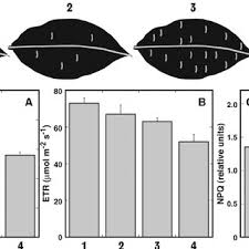 Attēlu rezultāti vaicājumam “Eriophyes padi”