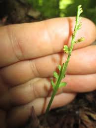 Attēlu rezultāti vaicājumam “Botrychium matricariifolium”