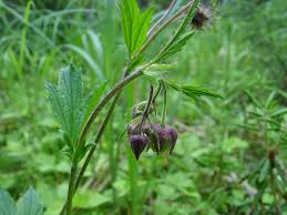 Attēlu rezultāti vaicājumam “Geum rivale leaf”