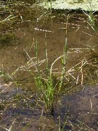 Attēlu rezultāti vaicājumam “Stemonitopsis aequalis (var. aequalis)”