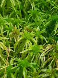 Attēlu rezultāti vaicājumam “Sphagnum girgensohnii”