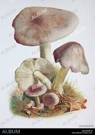 Attēlu rezultāti vaicājumam “Tricholoma album”