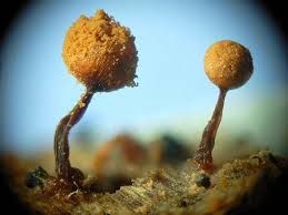 Attēlu rezultāti vaicājumam “Cribraria rufa spores”