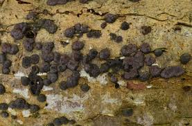 Attēlu rezultāti vaicājumam “Hypoxylon fuscum”