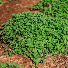 Attēlu rezultāti vaicājumam “Origanum vulgare bud”