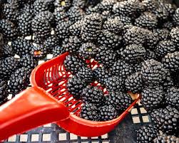 Attēlu rezultāti vaicājumam “Rubus plicatus fruit”