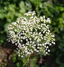 Attēlu rezultāti vaicājumam “Selinum carvifolia”